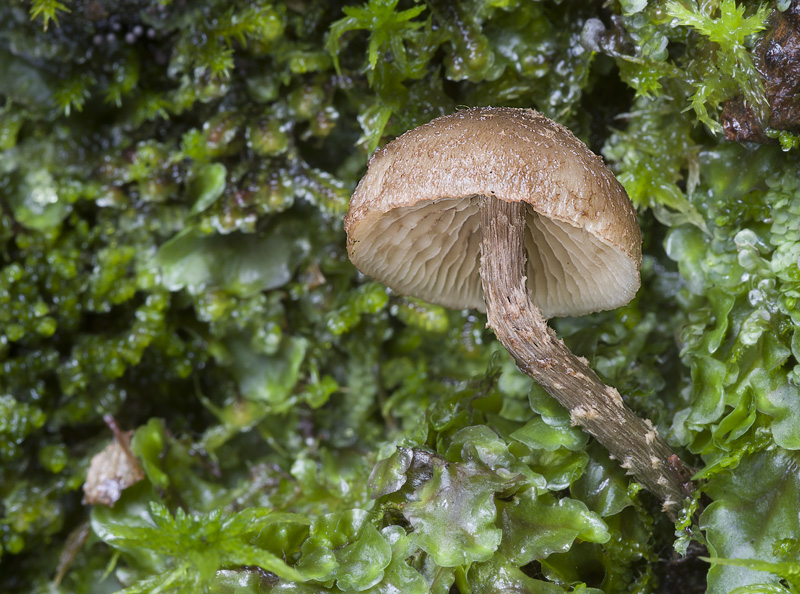 Inocybe calamistrata